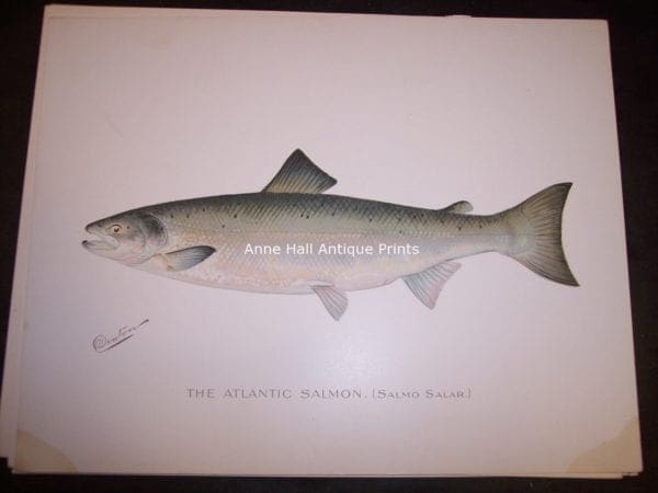 Denton Atlantic Salmon, Salmo Salar.