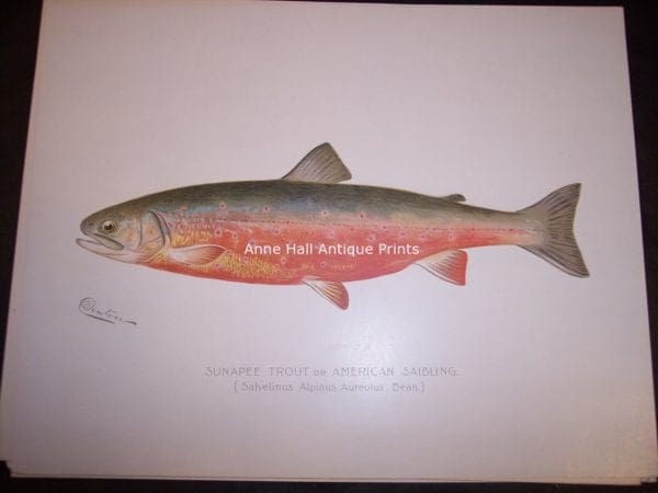 Denton Sunapee Trout or American Saibling