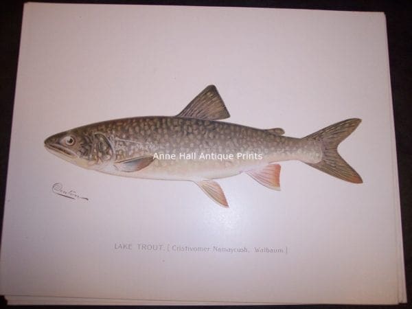 Denton Lake Trout