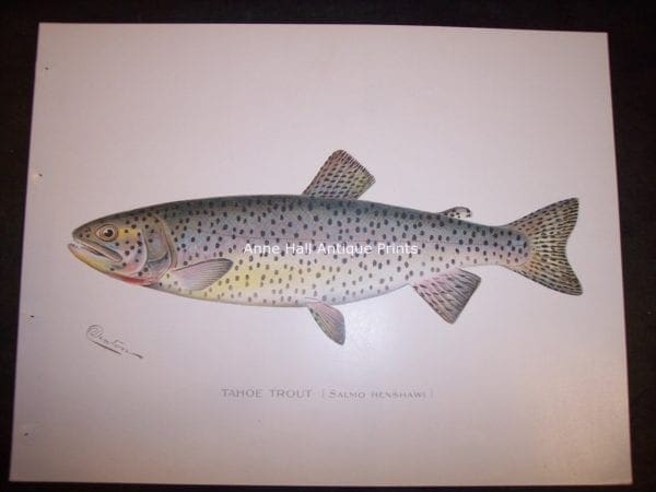 Denton Tahoe Trout. Salmo Henshawi