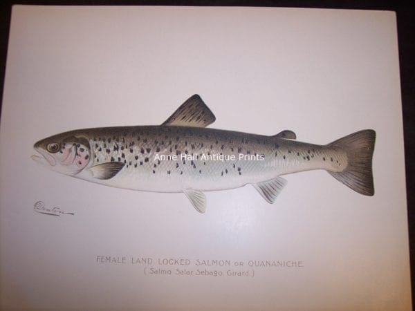 Denton Female Land Locked Salmon