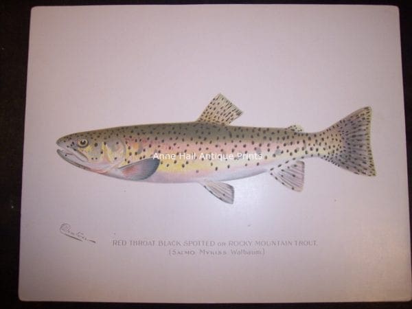 Denton Red Throat Rocky Mountain Trout.  Rae antique lithograph by Sherman Denton, c.1900, Salmo Mykiss Walbaum. 