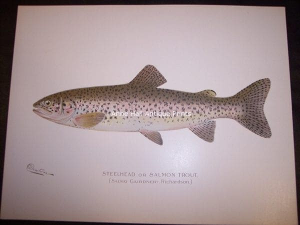 Denton Steelhead or Salmon Trout