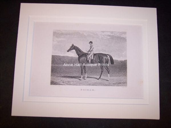 Jockey on horseback racing, horse is standing.