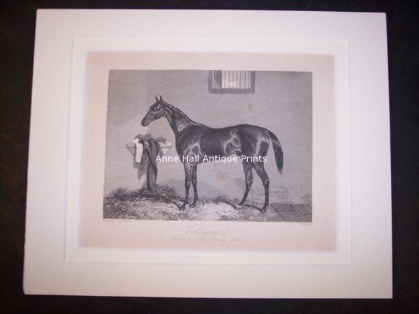 Horses Equine Horse Engraving 9762