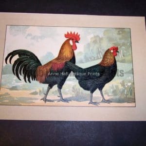 Kramer Poultry Chromolithograph 1. $45. Click here to buy online now.