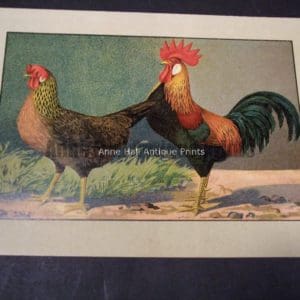 Kramer Poultry Chromolithograph