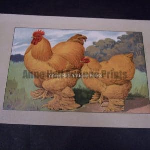 Great Hen & Rooster Print