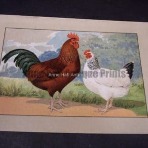 Kramer Poultry Chromolithograph