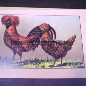 Kramer Poultry Chromolithograph