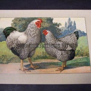 Kramer Poultry Chromolithograph