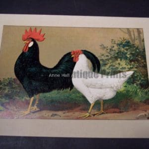 Kramer Poultry Chromolithograph 17