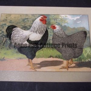 Kramer Poultry Chromolithograph