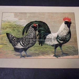 Kramer Poultry Chromolithograph