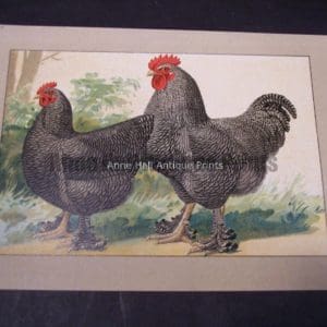 Kramer Poultry Chromolithograph
