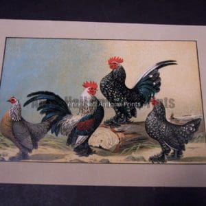 Kramer Poultry Chromolithograph