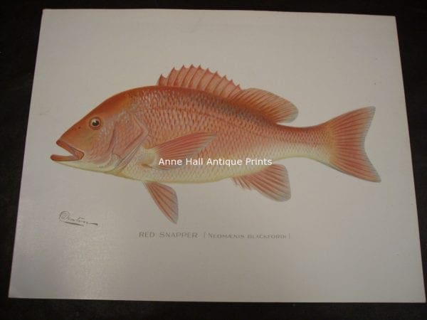 Denton Red Snapper Fish Print
