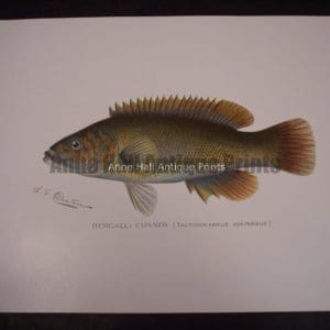 Denton Fish Print Bergall