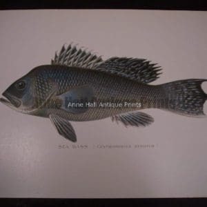 Denton Sea Bass Fish Print