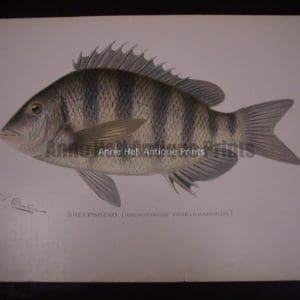 Denton Sheepshead Fish Print