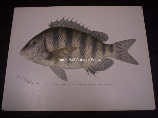 Denton Sheepshead Fish Print