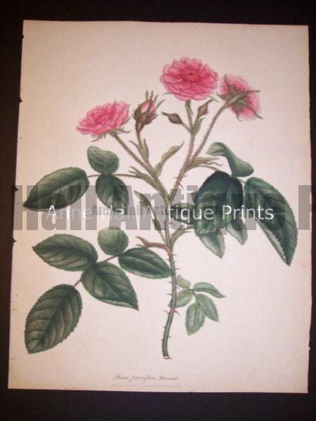 Andrews rose hand colored engraving from England c. 1800.