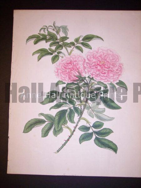 Andrews rose hand colored engraving from England c. 1800.