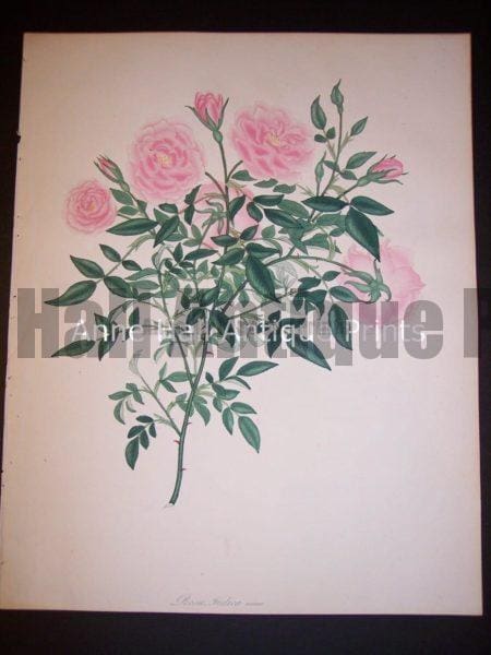 Andrews rose hand colored engraving from England c. 1800.