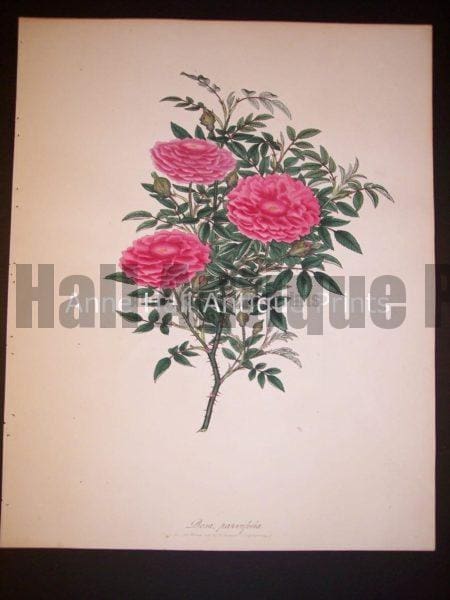 Andrews rose hand colored engraving from England c. 1800.