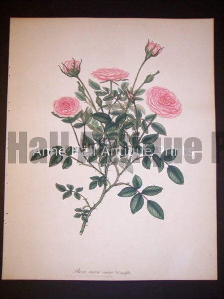 Andrews rose hand colored engraving from England c. 1800.