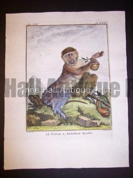 George Buffon Monkey Engraving Patas