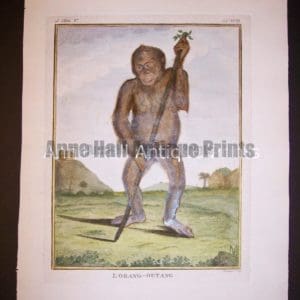 George Buffon Monkey Engraving Orangutan