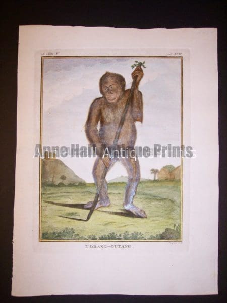 George Buffon Monkey Engraving Orangutan