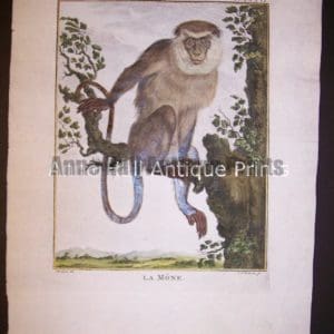 George Buffon Monkey Engraving La Mone