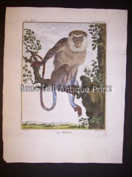 George Buffon Monkey Engraving La Mone