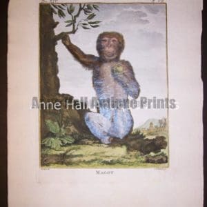 George Buffon Monkey Engraving VII Magot