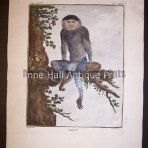 George Buffon Monkey Engraving XLI Douc