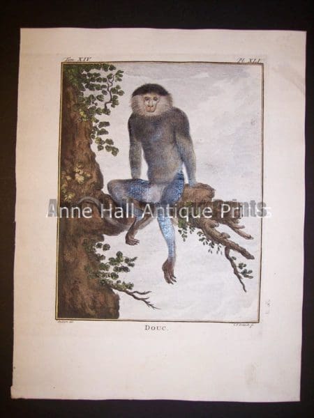 George Buffon Monkey Engraving XLI Douc