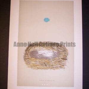 Morris Bird Nest 9956