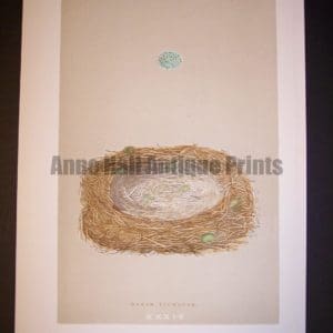 Morris Birds Nest Print 9958