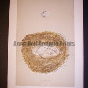 Morris Bird Nest 9959