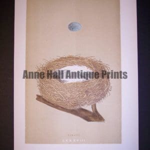 Morris Birds Nest 9961
