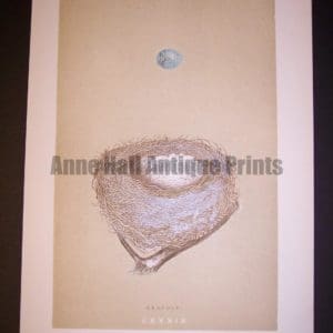 Morris Nest Print 9963