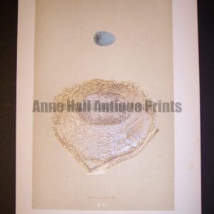 Morris Birds Nest Print 9965