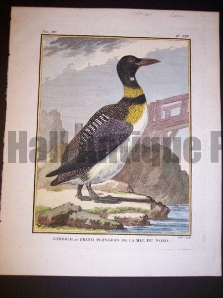 Great Northern Loon Buffon 1749-1761 9969