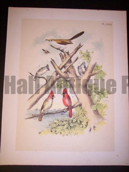 American Cardinals c. 1865 Studer #9983 100.