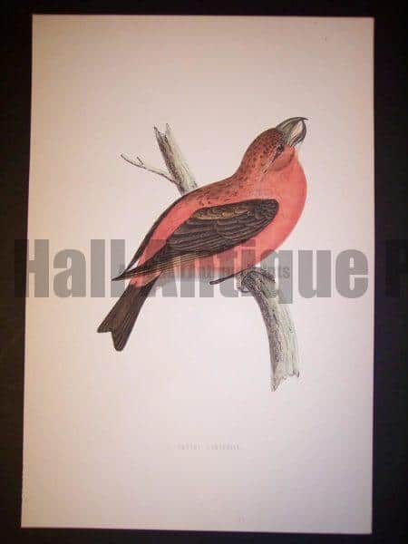 Morris Bird Antique Bird Print from 1890 9989