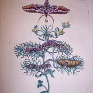 Maria Sybilla merian