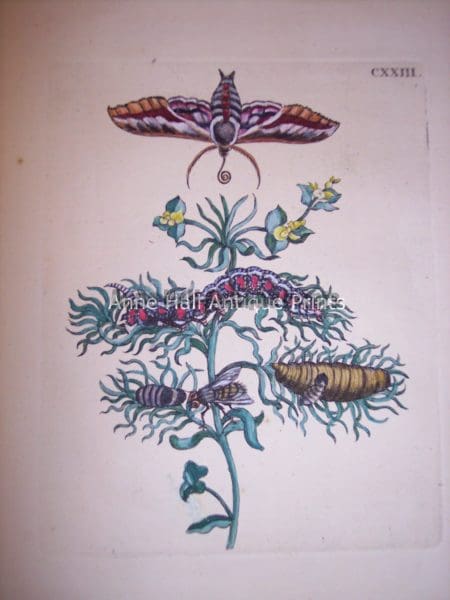 Maria Sybilla merian