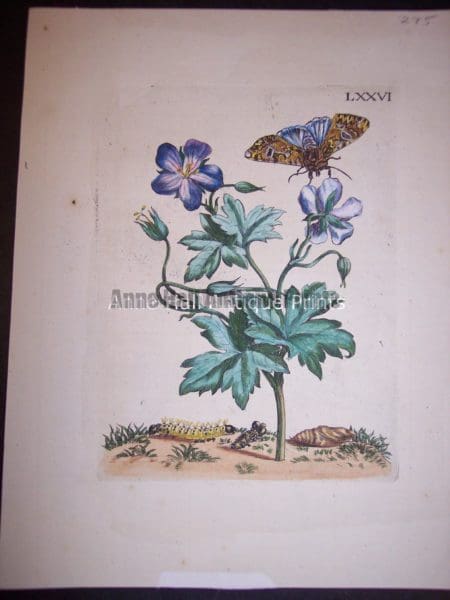 Maria Sybilla merian